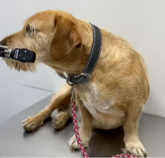 VETERINAR GA RASKRINKAO Psa odveli na pregled jer su mislili da je slep, desilo se nešto NEOČEKIVANO (VIDEO)